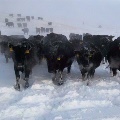 Cattle in snow Rotten Grass Creek Lodgegrass MT
