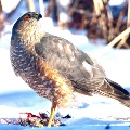 Sharp Shinned Hawk by Lance Lovell