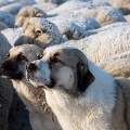 Sheep Dogs in Two Dot by Tonya Martin