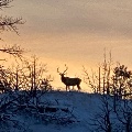 Silhouett of elk