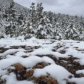 Snow covered pines in Helena