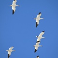 Migrating Snow Geese by Kerry Neils