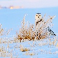 Winter Snow Owl