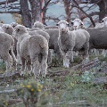 Spring Sheep south of Stanford by Dawnita Sampsel