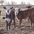Springtime calves by Sydney Salsbury