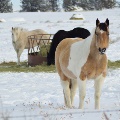 Horses in winter by Tracy Haman