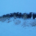 Cattle on Fence Line in Blizzard