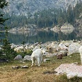 Mountain Goats at Phantom Lake near Fishtail by Roshon Foran