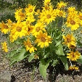 Yellow Wildflowers by Kerry Neils