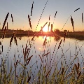 Summer Cattails in Billings by Anna Vidales