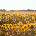 Sunflower Fields in Billings by Sara Pereida