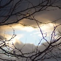 Tree Branches by Tracy Haman