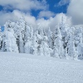 Snow covered pine trees in West Yellowstone by Sydni Roma