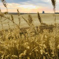 Wheat Field in Dutton by Shannon Elings.jpg