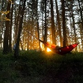 Red hammock hanging in forest of trees