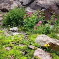 Wildflowers in Glacier National Park