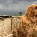 Workin Dog near Fairview by Patti Cayko